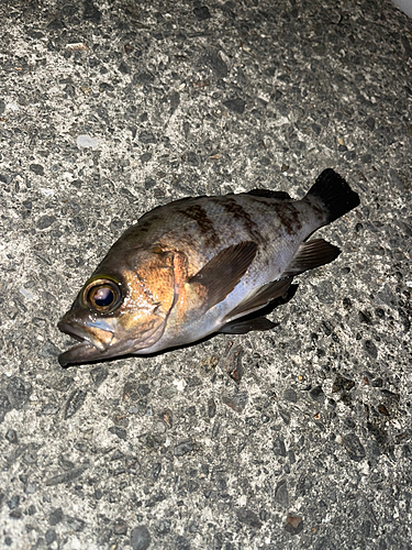 アオメバルの釣果