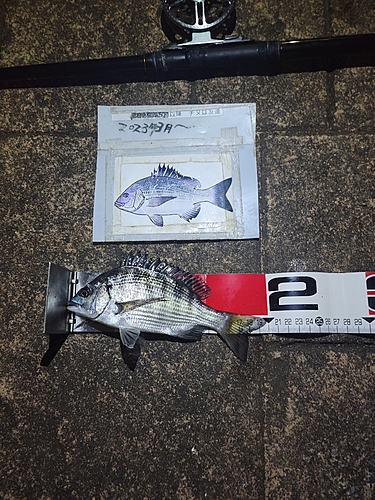 クロダイの釣果