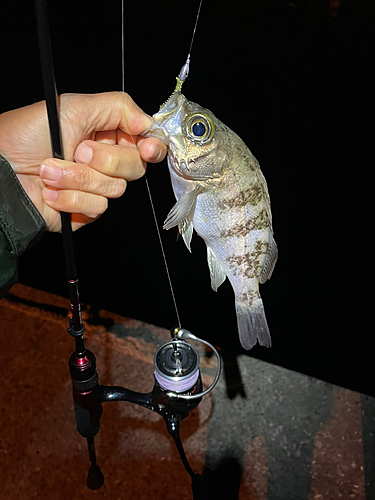 クロメバルの釣果