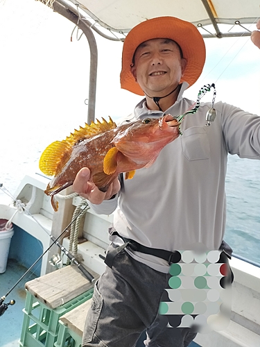 アコウの釣果