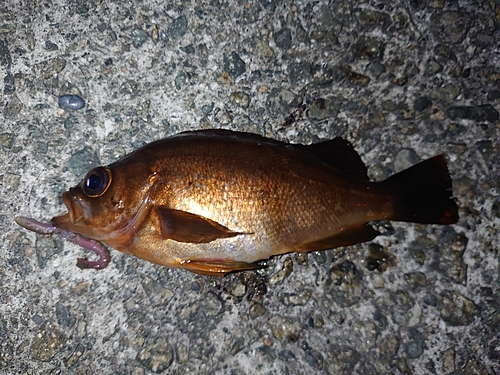 メバルの釣果