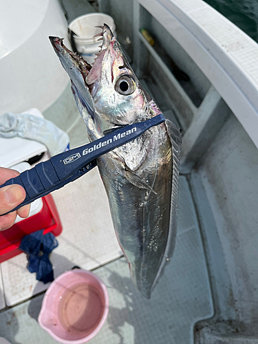 タチウオの釣果