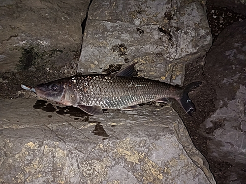 ニゴイの釣果