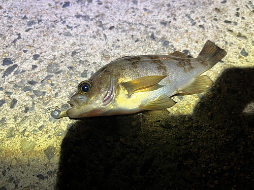 シロメバルの釣果