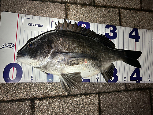 クロダイの釣果