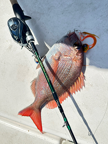 マダイの釣果