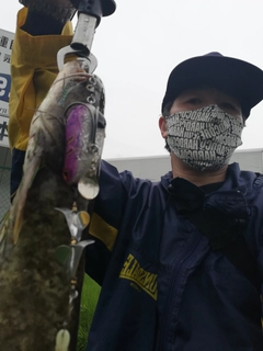 マナマズの釣果