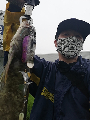 マナマズの釣果