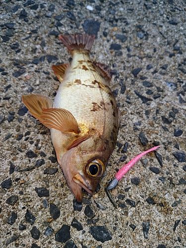 アカメバルの釣果