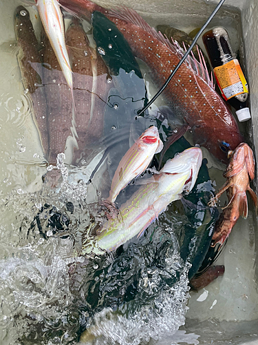 マダイの釣果