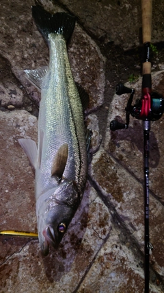 シーバスの釣果