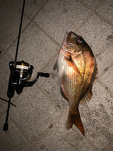 マダイの釣果