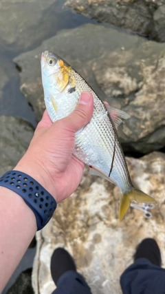 コノシロの釣果