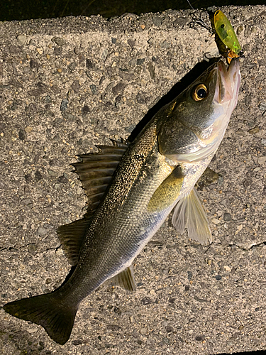 シーバスの釣果