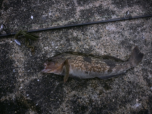 アイナメの釣果