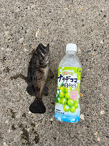 ソイの釣果