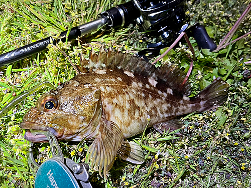 ガシラの釣果