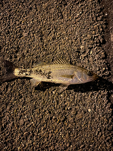 セイゴ（マルスズキ）の釣果