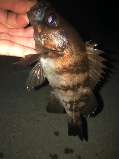 シロメバルの釣果