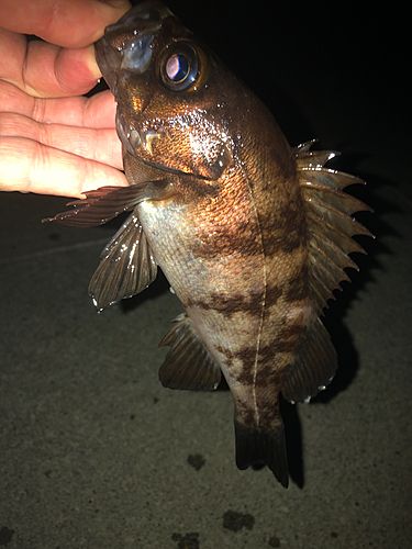 シロメバルの釣果