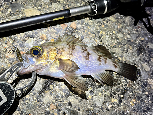 メバルの釣果