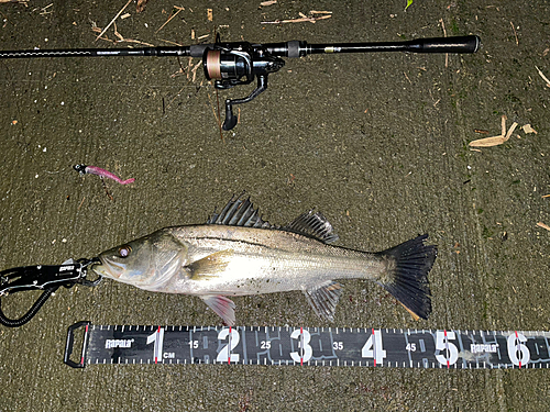 シーバスの釣果