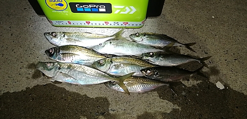 アジの釣果