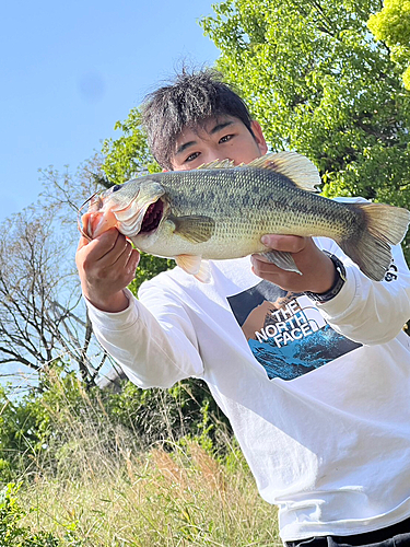 ブラックバスの釣果