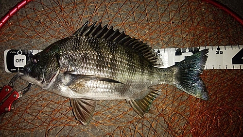 クロダイの釣果