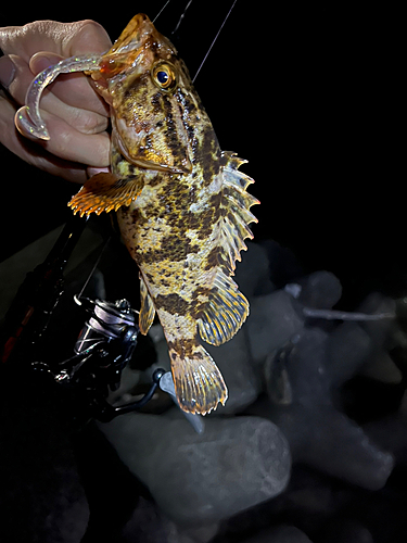 タケノコメバルの釣果