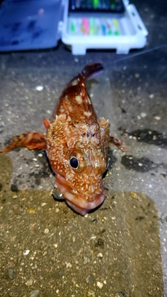 カサゴの釣果