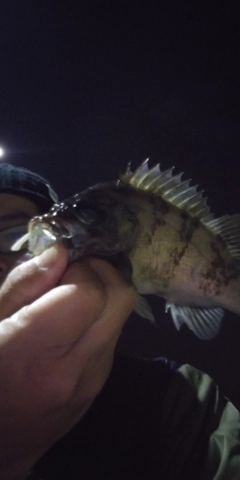 シロメバルの釣果