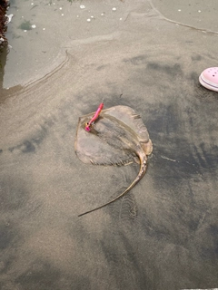 エイの釣果