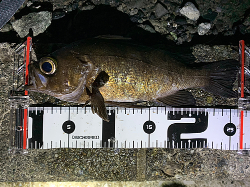 メバルの釣果