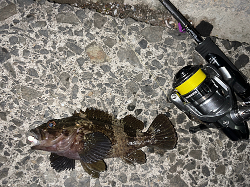 ムラソイの釣果