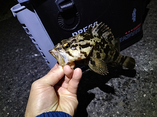 タケノコメバルの釣果