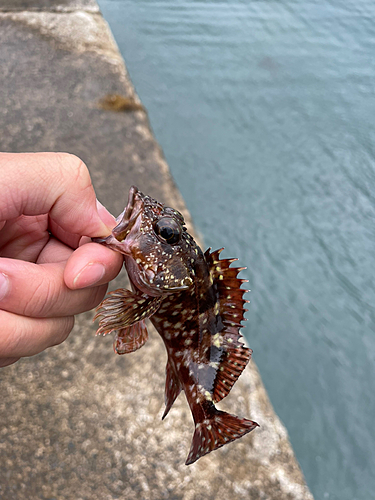 カサゴの釣果