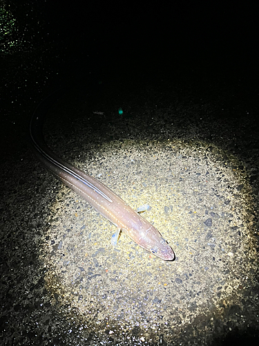 マアナゴの釣果