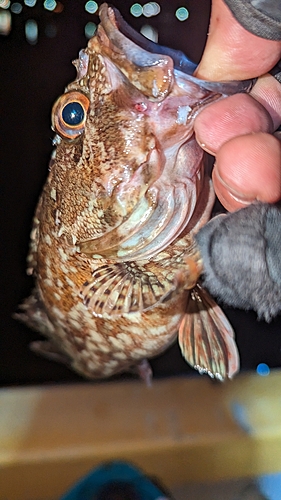 アラカブの釣果