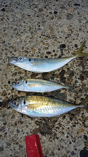 アジの釣果