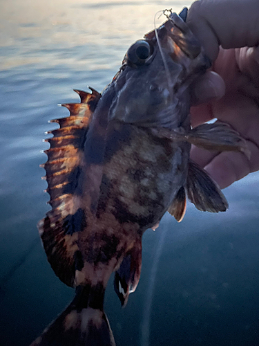 ガシラの釣果