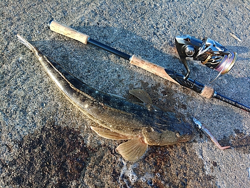 マゴチの釣果