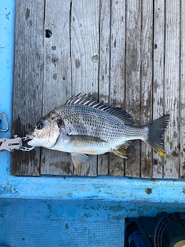 キビレの釣果