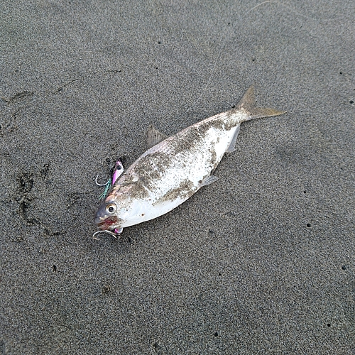 コノシロの釣果