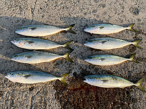 イナダの釣果