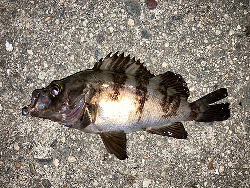 メバルの釣果