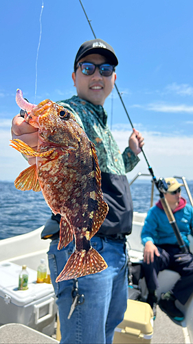 オオモンハタの釣果