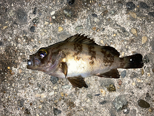 メバルの釣果