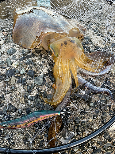 アオリイカの釣果