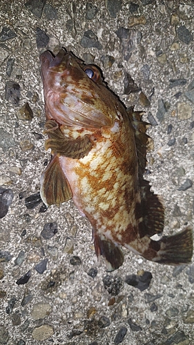 カサゴの釣果